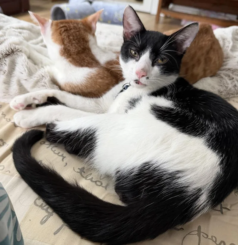 Spot Light thumbnail 3