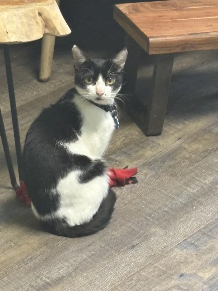 Spot Light thumbnail 4