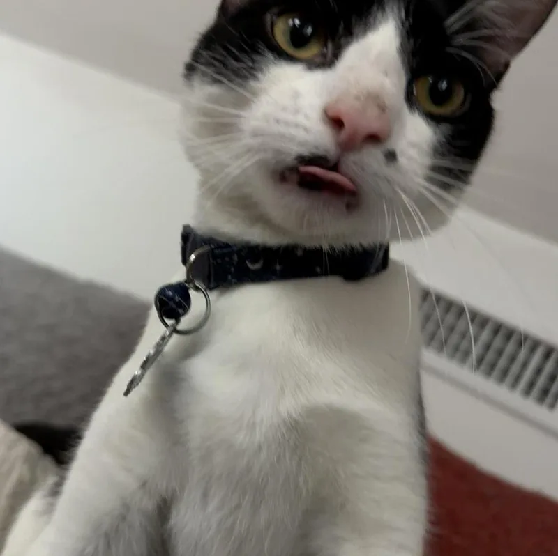 Spot Light thumbnail 5