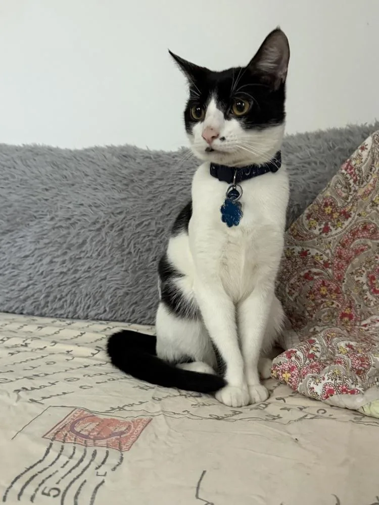 Spot Light thumbnail 6