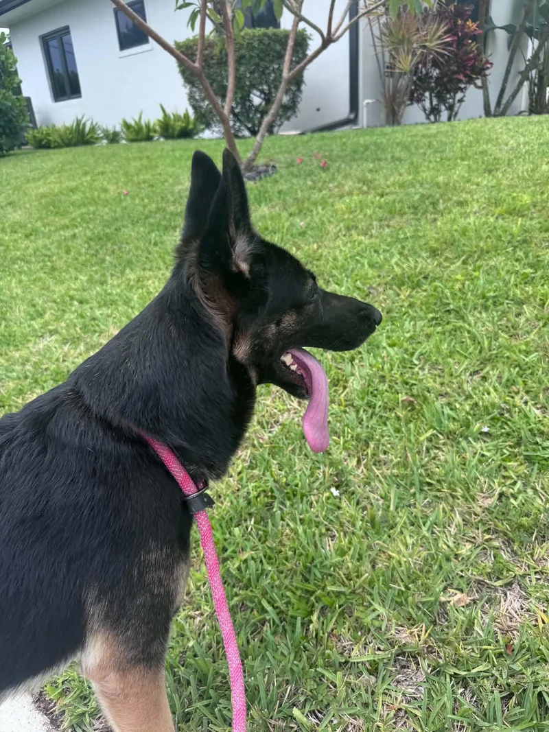 A young medium-sized female German Shepherd Dog dog named Kiiba for adoption in Pompano Beach, FL