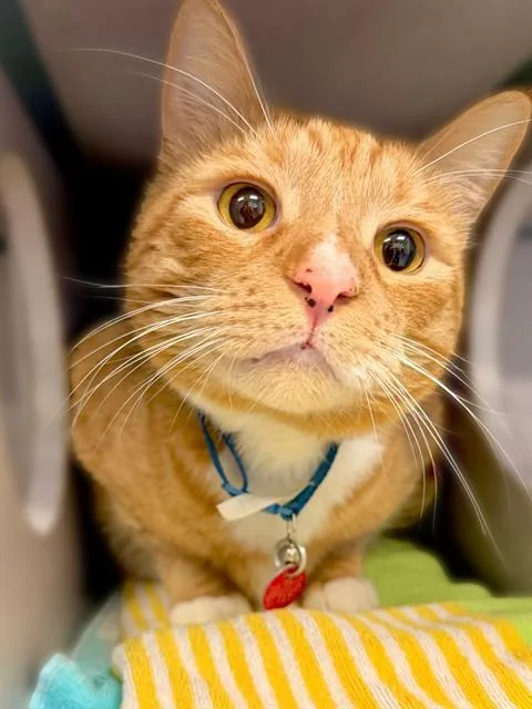 An adult medium-sized male Domestic Short Hair cat named Pumpkin for adoption in Agoura, CA