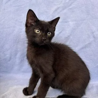 Milo
