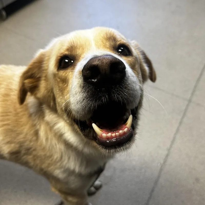 An adult large-sized male Yellow / Tan / Blond / Fawn Mixed Breed dog named Sparky for adoption in Fredericksburg, VA