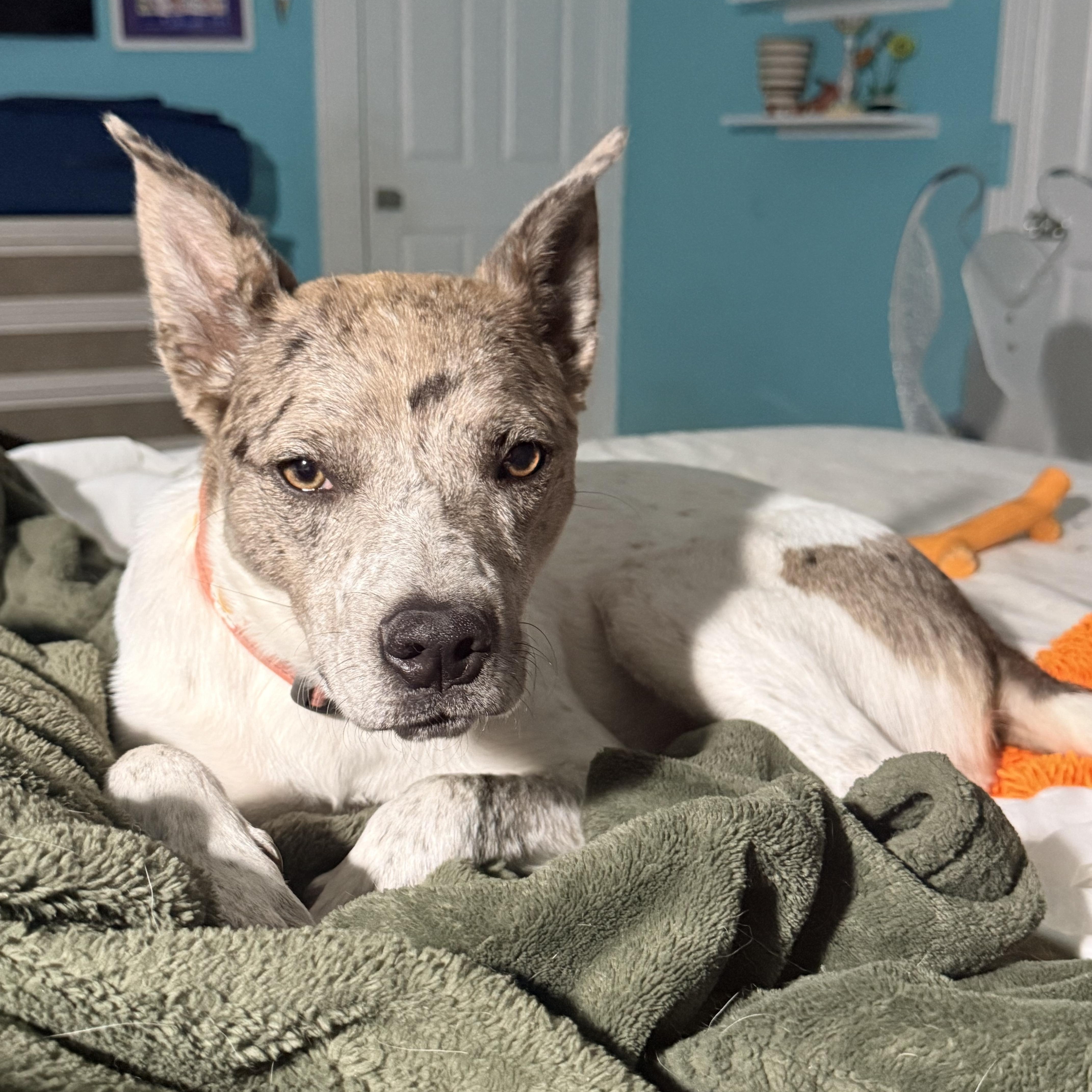 A young medium-sized female Merle (Blue) Catahoula Leopard Dog dog named Nova for adoption in Louisburg, KS