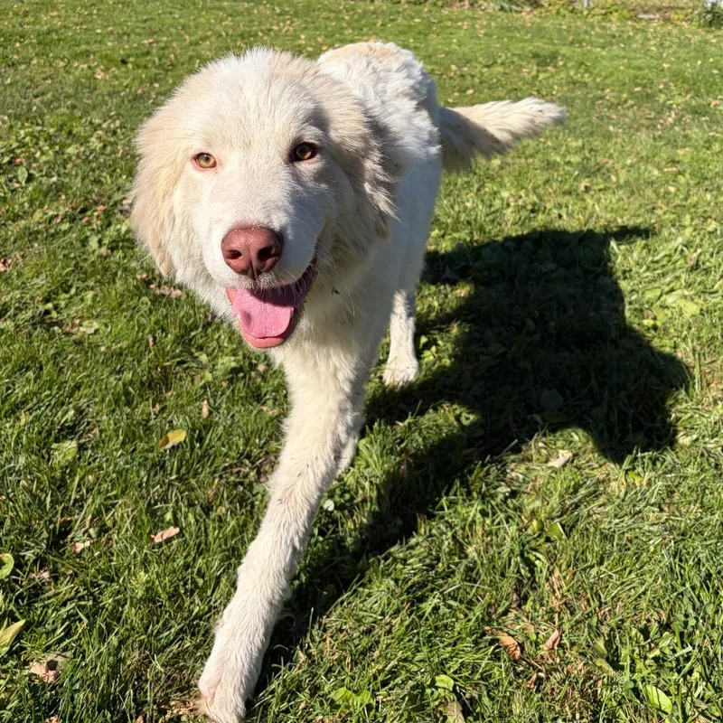 A young medium-sized male White / Cream Great Pyrenees dog named Pete Zah for adoption in Binghamton, NY