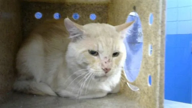 An adult medium-sized male Domestic Short Hair cat named Simon for adoption in Albuquerque, NM