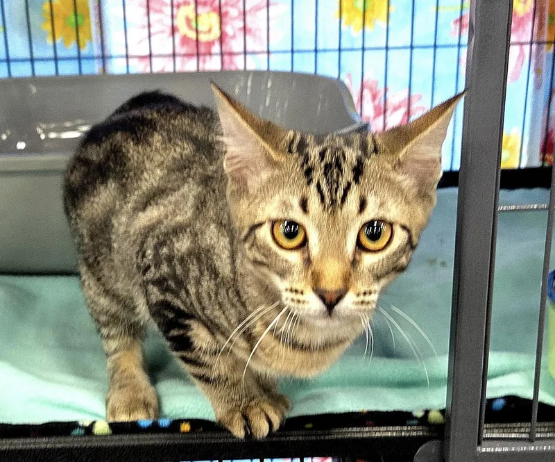 A young medium-sized female Domestic Short Hair cat named Rosie for adoption in Jacksonville, FL
