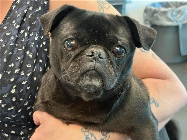 An adult small-sized male Pug dog named Pepper for adoption in Chatsworth, CA