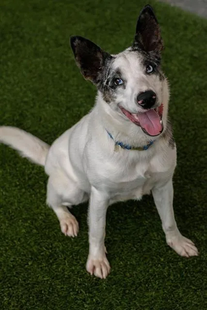 A young medium-sized male Australian Cattle Dog / Blue Heeler dog named Bucky for adoption in Baytown, TX