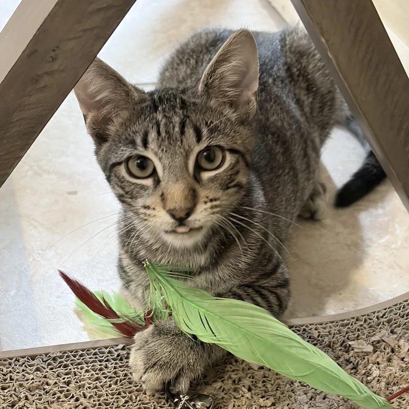 A baby medium-sized male Gray / Blue / Silver Tabby cat named Joey for adoption in Levittown, NY