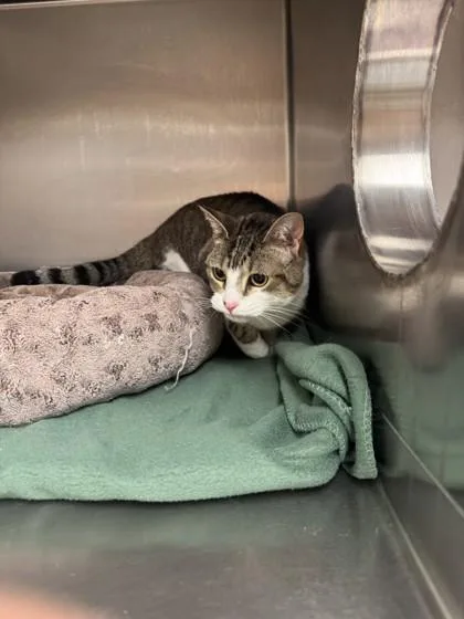 An adult small-sized female Domestic Short Hair cat named Savanna for adoption in Longmont, CO