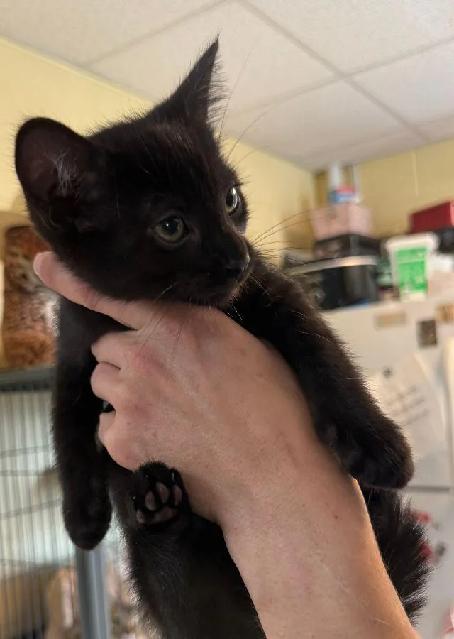 A young small-sized male Domestic Short Hair cat named Hershey for adoption in Staley, NC