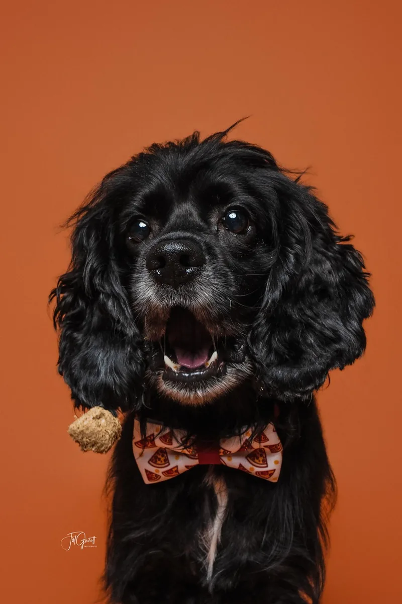 A senior medium-sized male Cocker Spaniel dog named Hugo Spritz for adoption in Houston, TX