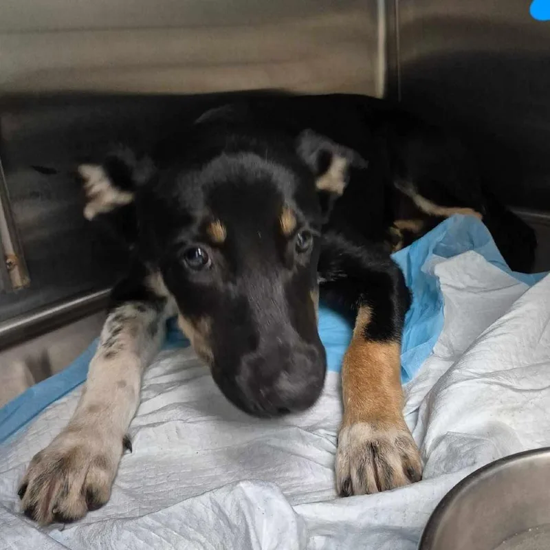 A baby small-sized female Black Australian Kelpie dog named Zebula for adoption in Bastrop, TX