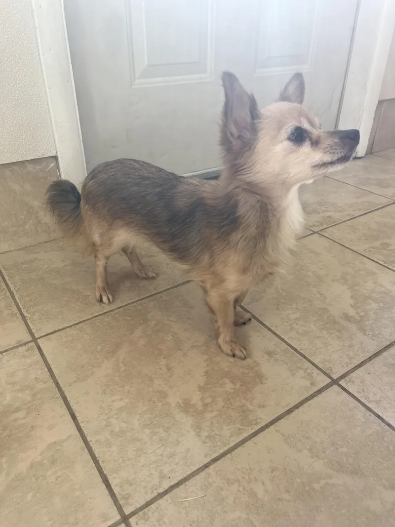 A senior small-sized female Chihuahua dog named Ginger for adoption in Upper Sandusky, OH
