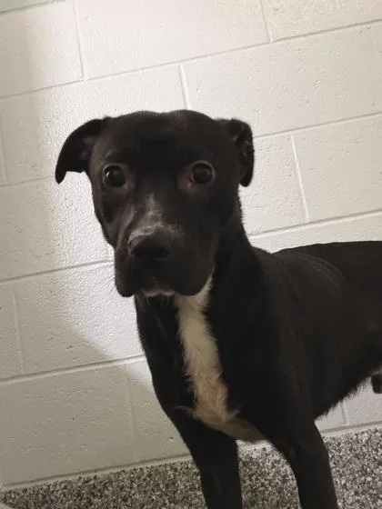 An adult small-sized male Mixed Breed dog named Champ for adoption in Barnesville, GA