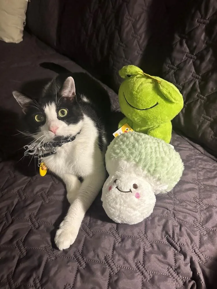 An adult large-sized male Domestic Medium Hair cat named Atticus for adoption in Cleveland, OH