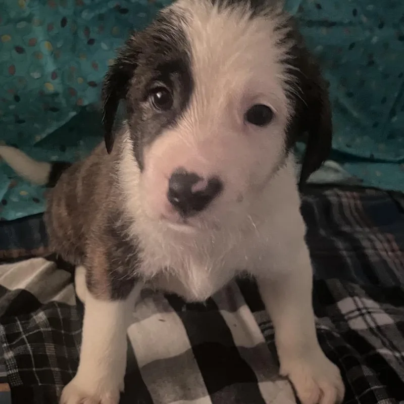 A baby medium-sized male Brindle Basset Hound dog named Kinley for adoption in Hohenwald, TN