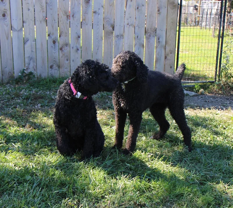 An adult large-sized female Black Standard Poodle dog named Dolly for adoption in Plain City, OH