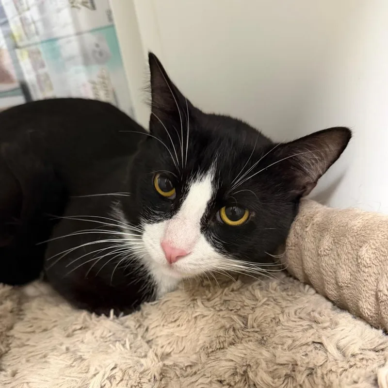 An adult large-sized male Black Domestic Short Hair cat named Carlos for adoption in Hampton Bays, NY