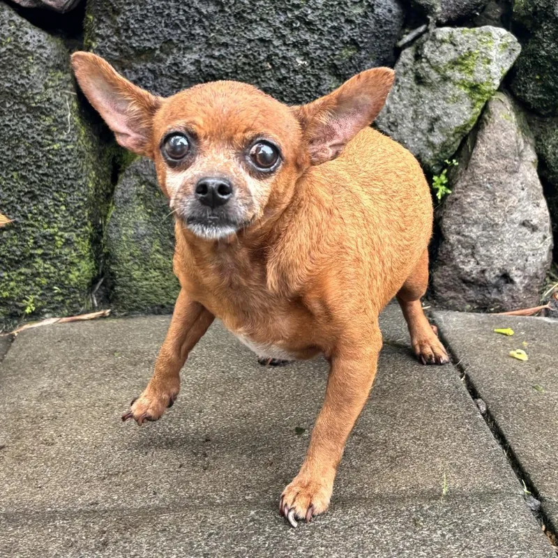 An adult small-sized female Red / Chestnut / Orange Chihuahua dog named Penny Lane for adoption in Keaau, HI