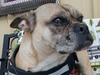 An adult medium-sized female Yellow / Tan / Blond / Fawn French Bulldog dog named Lucy for adoption in Anaconda, MT