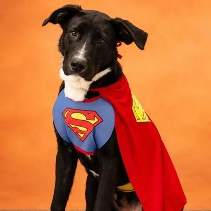 A young large-sized male Labrador Retriever dog named Ranch for adoption in Cedar Mountain, NC