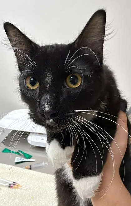 A baby small-sized male Domestic Short Hair cat named Welch's for adoption in Sacramento, CA