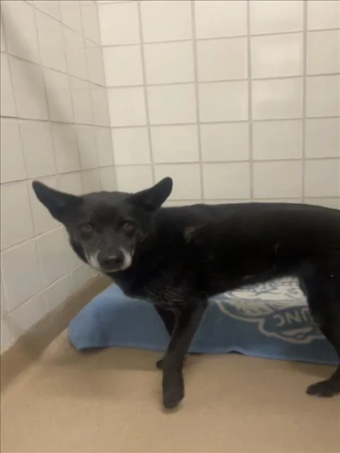 An adult medium-sized female German Shepherd Dog dog named Chaila for adoption in Derwood, MD