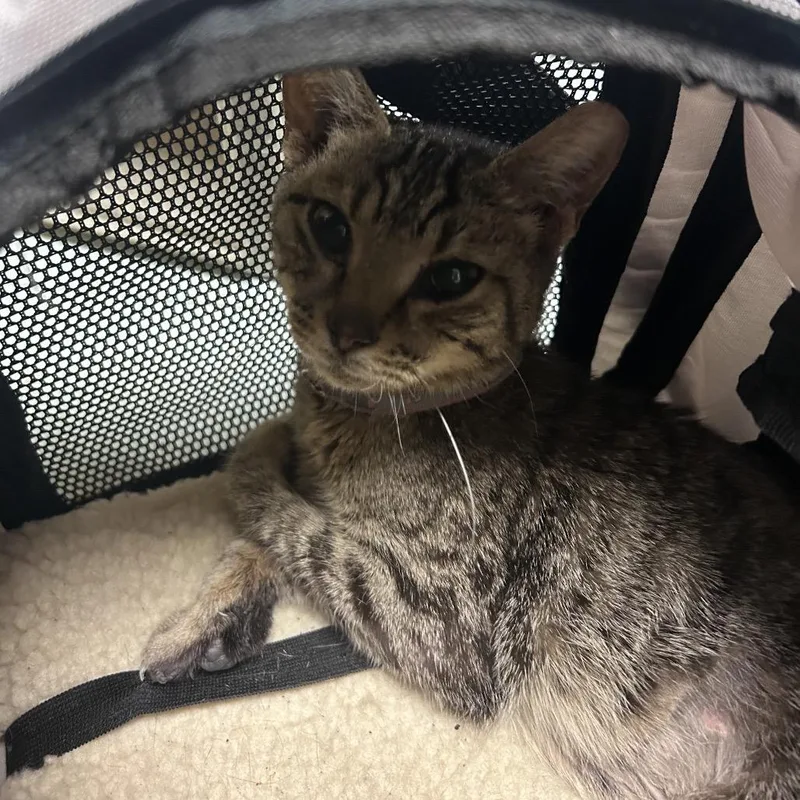 An adult small-sized female Gray / Blue / Silver Domestic Short Hair cat named Jamison for adoption in Philadelphia, PA