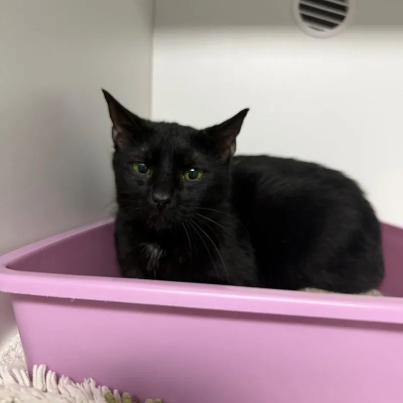 A senior small-sized female Domestic Short Hair cat named Zeneba for adoption in Waynesville, NC