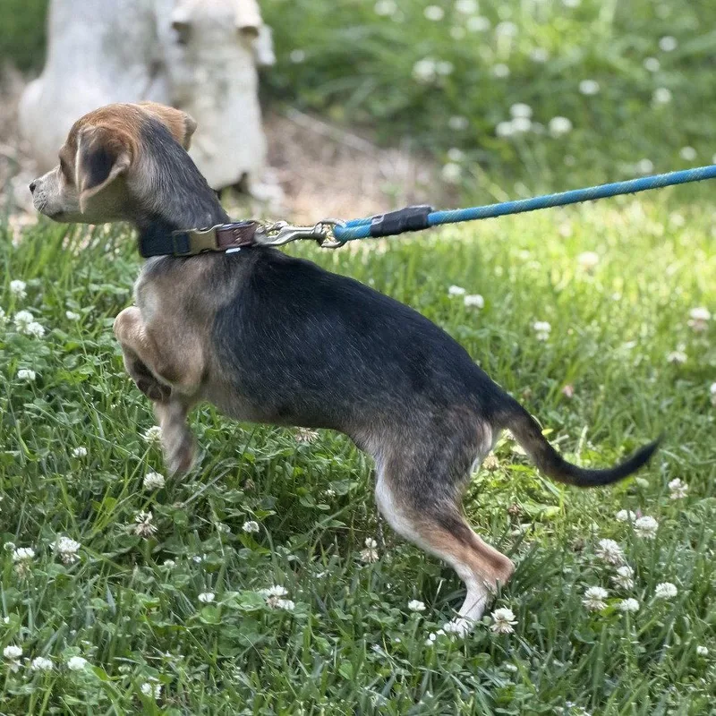 A baby medium-sized female Cocker Spaniel dog named Latte for adoption in Locust Fork, AL