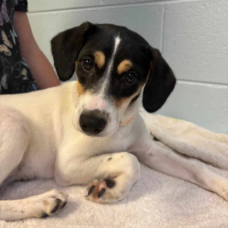 A baby small-sized female White / Cream Mixed Breed dog named Whimsy for adoption in Fredericksburg, VA