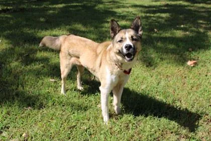 An adult medium-sized female Siberian Husky dog named Mia for adoption in Kansas City, MO