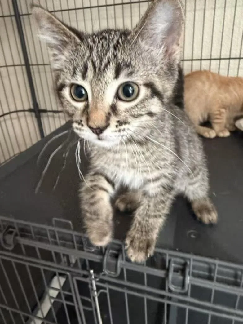 A baby medium-sized female Tabby (Brown / Chocolate) Tabby cat named Baby Whitney for adoption in Albertville, MN