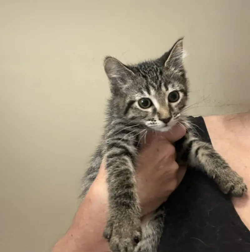 Baby Whitney thumbnail 2