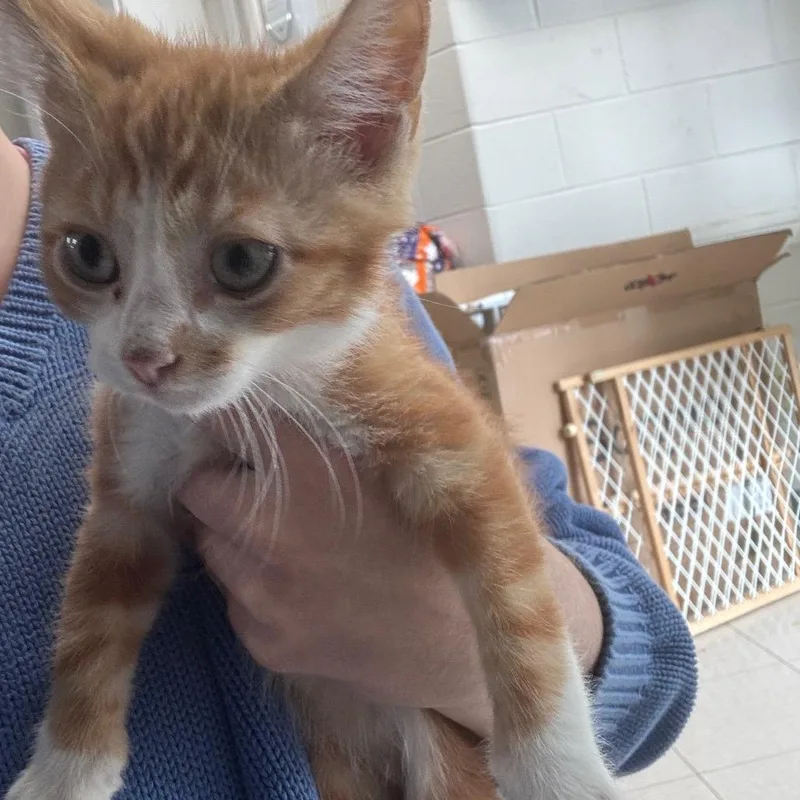 A baby small-sized male Orange / Red Domestic Short Hair cat named Huston for adoption in Indianapolis, IN