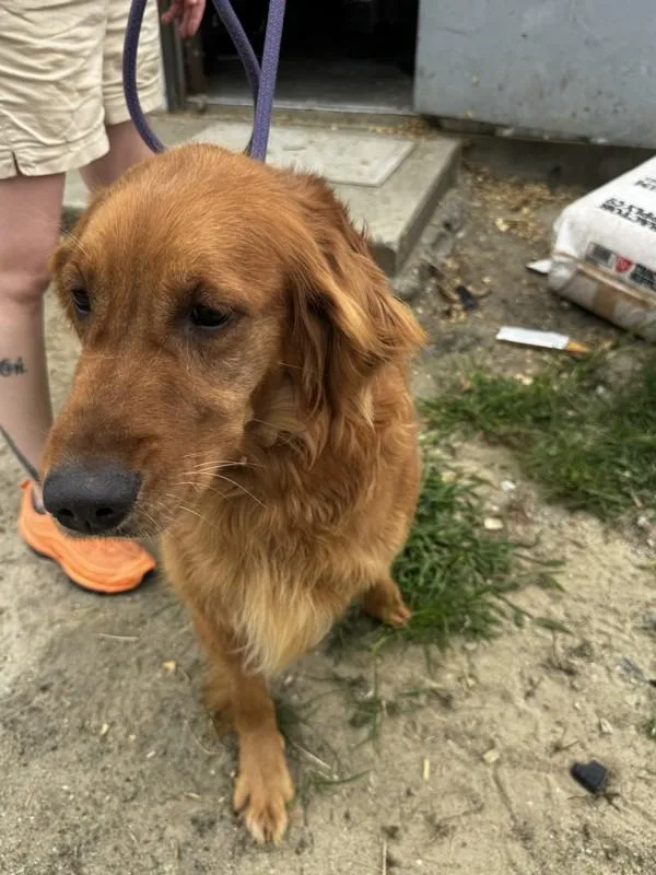 An adult large-sized female Golden Retriever dog named A for adoption in Salisbury, MD