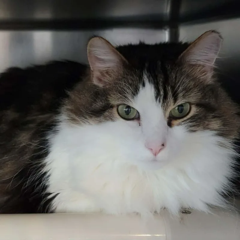 Grape  Bonded To thumbnail 2