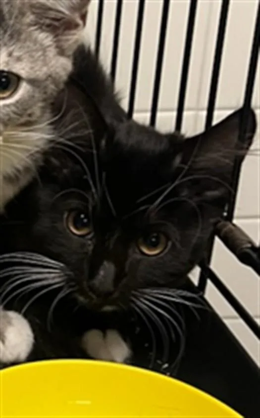 A baby small-sized female Domestic Short Hair cat named Bobbi for adoption in Van Nuys, CA