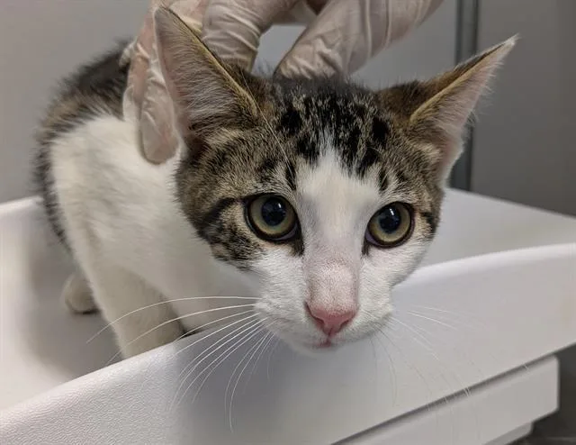 A baby medium-sized male Domestic Short Hair cat named Bug for adoption in Kent, WA