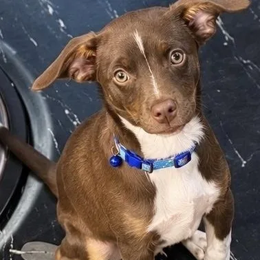 A baby medium-sized male Mixed Breed dog named ROCKY ARRIVING IN for adoption in Berwick, ME
