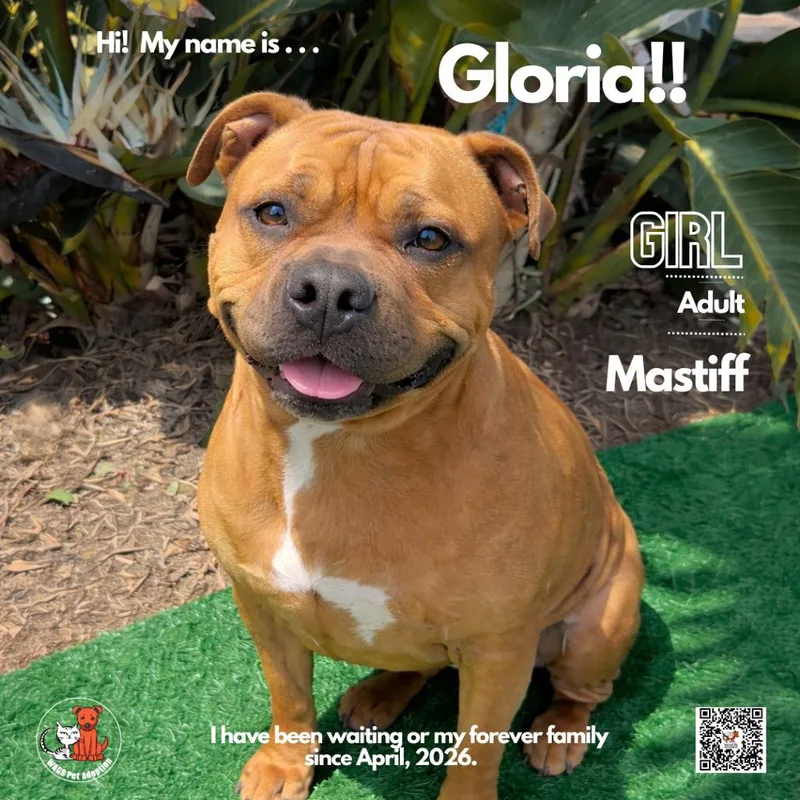 An adult large-sized female Red / Chestnut / Orange Staffordshire Bull Terrier dog named Gloria for adoption in Westminster, CA