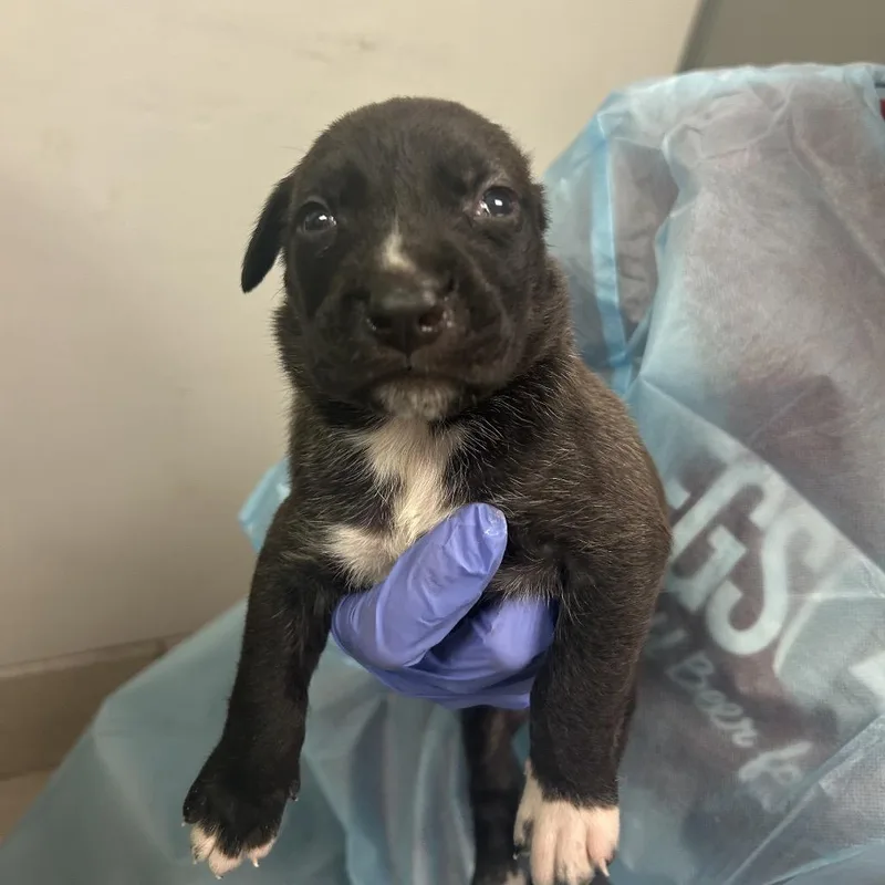 A baby small-sized female Black Mixed Breed dog named Goo for adoption in Charleston, WV