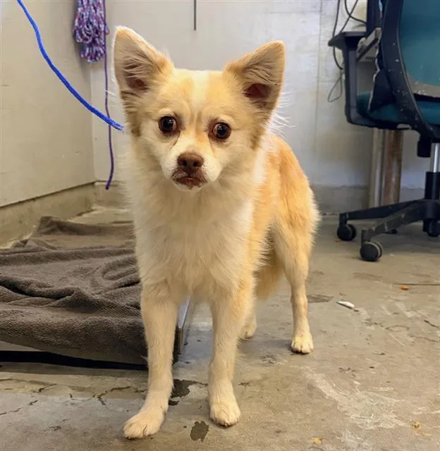 An adult small-sized male Papillon dog named Sunny for adoption in Camarillo, CA