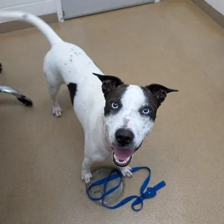 An adult medium-sized female White / Cream Terrier dog named Lizzie for adoption in Corpus Christi, TX