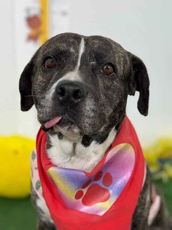 An adult medium-sized female Brown / Chocolate Pit Bull Terrier dog named Bella for adoption in Carlsbad, CA