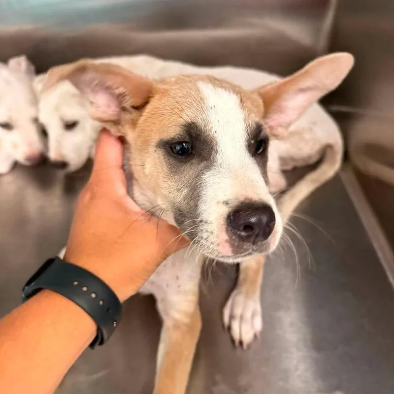A baby small-sized male Yellow / Tan / Blond / Fawn Cattle Dog dog named Static for adoption in Austin, TX