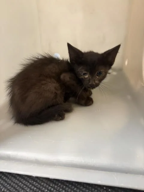 A baby small-sized female Domestic Short Hair cat named Star for adoption in Thousand Palms, CA